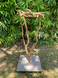 Dragonwood Perch Stand